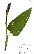  ( - MvdB0030)  @11 [ ] No Rights Reserved  Unspecified Unspecified