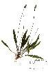  ( - MvdB0031)  @11 [ ] No Rights Reserved  Unspecified Unspecified