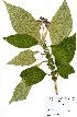  ( - MvdB0042)  @11 [ ] No Rights Reserved  Unspecified Unspecified