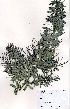  ( - MvdB0057)  @11 [ ] No Rights Reserved  Unspecified Unspecified