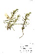  ( - OM0619)  @11 [ ] No Rights Reserved  Unspecified Unspecified
