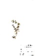  (Blepharis integrifolia - OM0703)  @12 [ ] No Rights Reserved  Unspecified Unspecified