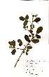  (Vitex patula - OM0839)  @11 [ ] No Rights Reserved  Unspecified Unspecified