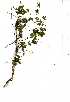 (Dalechampia capensis - OM1254)  @11 [ ] No Rights Reserved  Unspecified Unspecified