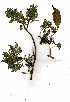  ( - OM1400)  @11 [ ] No Rights Reserved  Unspecified Unspecified