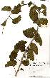  (Ipomoea albivenia - OM1403)  @11 [ ] No Rights Reserved  Unspecified Unspecified