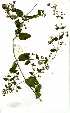  ( - OM1446)  @11 [ ] No Rights Reserved  Unspecified Unspecified
