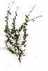  ( - OM1460)  @11 [ ] No Rights Reserved  Unspecified Unspecified