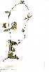  ( - OM1472)  @11 [ ] No Rights Reserved  Unspecified Unspecified