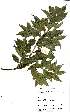  (Drypetes gerrardii - OM1565)  @11 [ ] No Rights Reserved  Unspecified Unspecified