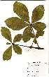  (Vitex payos - OM1819)  @11 [ ] No Rights Reserved  Unspecified Unspecified