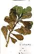  (Scaevola sericea - OM2474)  @11 [ ] No Rights Reserved  Unspecified Unspecified