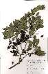  (Diospyros inhacaensis - OM2494)  @11 [ ] No Rights Reserved  Unspecified Unspecified