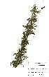  ( - OM2508)  @11 [ ] No Rights Reserved  Unspecified Unspecified