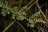  ( - OM2508)  @11 [ ] CreativeCommons - Attribution Non-Commercial Share-Alike (2011) Olivier Maurin University of Johannesburg