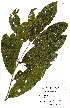  (Combretum zeyheri - OM2528)  @11 [ ] No Rights Reserved  Unspecified Unspecified