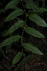  (Cissus cornifolia - OM2542)  @11 [ ] CreativeCommons - Attribution Non-Commercial Share-Alike (2011) Olivier Maurin University of Johannesburg