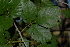  (Allophylus rubifolius - OM2546)  @13 [ ] CreativeCommons - Attribution Non-Commercial Share-Alike (2011) Olivier Maurin University of Johannesburg