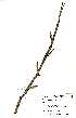  ( - OM2550)  @11 [ ] No Rights Reserved  Unspecified Unspecified