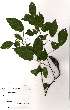  ( - OM2599)  @11 [ ] No Rights Reserved  Unspecified Unspecified