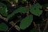 (Monanthotaxis - OM2632)  @11 [ ] CreativeCommons - Attribution Non-Commercial Share-Alike (2011) Olivier Maurin University of Johannesburg
