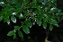  (Diospyros natalensis - OM2681)  @11 [ ] CreativeCommons - Attribution Non-Commercial Share-Alike (2011) Olivier Maurin University of Johannesburg