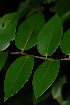  (Dovyalis macrocalyx - OM2683)  @11 [ ] CreativeCommons - Attribution Non-Commercial Share-Alike (2011) Olivier Maurin University of Johannesburg