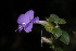  (Barleria kirkii - OM2710)  @13 [ ] CreativeCommons - Attribution Non-Commercial Share-Alike (2011) Olivier Maurin University of Johannesburg