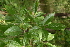  (Vitex buchananii - OM2719)  @11 [ ] CreativeCommons - Attribution Non-Commercial Share-Alike (2011) Olivier Maurin University of Johannesburg