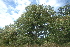  (Pseudolachnostylis - OM2744)  @11 [ ] CreativeCommons - Attribution Non-Commercial Share-Alike (2011) Olivier Maurin University of Johannesburg