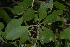  (Gymnosporia senegalensis - OM2766)  @11 [ ] CreativeCommons - Attribution Non-Commercial Share-Alike (2011) Olivier Maurin University of Johannesburg