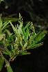  (Searsia angustifolia - OM2847)  @11 [ ] CreativeCommons - Attribution Non-Commercial Share-Alike (2011) Olivier Maurin University of Johannesburg