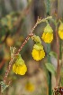  (Hermannia alnifolia - OM2864)  @11 [ ] CreativeCommons - Attribution Non-Commercial Share-Alike (2011) Olivier Maurin University of Johannesburg