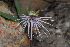  (Bartholina burmanniana - OM2878)  @11 [ ] CreativeCommons - Attribution Non-Commercial Share-Alike (2011) Olivier Maurin University of Johannesburg