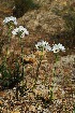  (Ornithogalum thyrsoides - OM2899)  @11 [ ] CreativeCommons - Attribution Non-Commercial Share-Alike (2011) Olivier Maurin University of Johannesburg