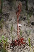  (Drosera capensis - OM2921)  @11 [ ] CreativeCommons - Attribution Non-Commercial Share-Alike (2011) Olivier Maurin University of Johannesburg