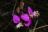  (Polygala reflecta - OM3028)  @11 [ ] CreativeCommons - Attribution Non-Commercial Share-Alike (2011) Olivier Maurin University of Johannesburg