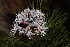  (Serruria adscendens - OM3081)  @11 [ ] CreativeCommons - Attribution Non-Commercial Share-Alike (2011) Olivier Maurin University of Johannesburg