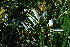  (Brabejum - OM3088)  @11 [ ] CreativeCommons - Attribution Non-Commercial Share-Alike (2011) Olivier Maurin University of Johannesburg