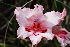  (Gladiolus carneus - OM3095)  @11 [ ] CreativeCommons - Attribution Non-Commercial Share-Alike (2011) Olivier Maurin University of Johannesburg