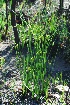  (Bobartia longicyma - OM3128)  @11 [ ] CreativeCommons - Attribution Non-Commercial Share-Alike (2011) Olivier Maurin University of Johannesburg