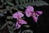  ( - OM3169)  @11 [ ] CreativeCommons - Attribution Non-Commercial Share-Alike (2011) Olivier Maurin University of Johannesburg
