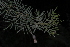  ( - OM3173)  @11 [ ] CreativeCommons - Attribution Non-Commercial Share-Alike (2011) Olivier Maurin University of Johannesburg