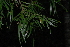  ( - OM3181)  @11 [ ] CreativeCommons - Attribution Non-Commercial Share-Alike (2013) Olivier Maurin University of Johannesburg, African Centre for DNA Barcoding (ACDB)
