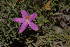  (Chironia baccifera - OM3220)  @11 [ ] CreativeCommons - Attribution Non-Commercial Share-Alike (2011) Olivier Maurin University of Johannesburg