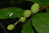  (Acokanthera oppositifolia - OM3240)  @13 [ ] CreativeCommons - Attribution Non-Commercial Share-Alike (2011) Olivier Maurin University of Johannesburg