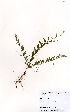  (Evolvulus alsinoides - OM3289)  @11 [ ] No Rights Reserved  Unspecified Unspecified