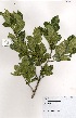  (Combretum vendae - OM3392)  @11 [ ] No Rights Reserved  Unspecified Unspecified