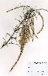  ( - OM3453)  @11 [ ] No Rights Reserved  Unspecified Unspecified