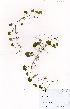  ( - OM3462)  @11 [ ] No Rights Reserved  Unspecified Unspecified